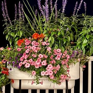 Meet your Posher, Cheryl